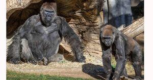 Gorilas pegam covid-19 e têm os mesmos sintomas dos humanos