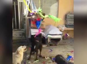 ¡Posada Perruna! Perros callejeros rompen su propia piñata