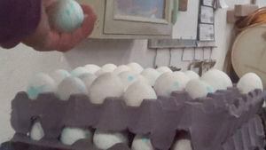Huevos azules: expertos afirman que "las bacterias podrían atravesar los cascarones"