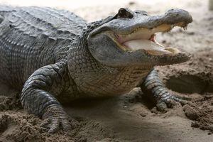 El puma de Ñuñoa no fue nada: encuentran cocodrilo de dos metros en el jardín de una casa en Rancagua