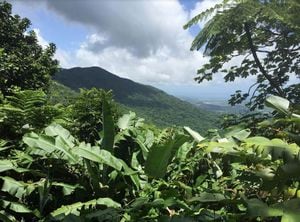 El Yunque reabrirá sus principales áreas recreativas