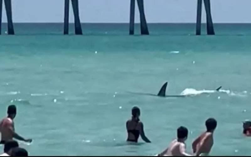 Nadadora de 50 años fue atacada por un tiburón en una playa de Nueva York.| Foto: Referencial