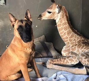 VÍDEO: Girafa abandonada pela mãe ganha uma babá inusitada em abrigo para animais
