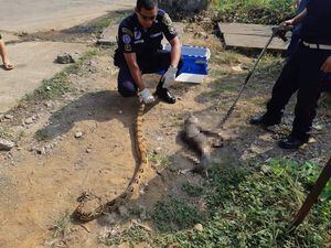 Serpiente es capturada, pero antes mata a un gato