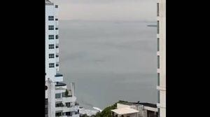 En video: Delfines comenzaron a verse de nuevo en la bahía de Cartagena en cuarentena por Covid-19
