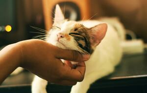 7 cosas que tu gato sabe sobre ti  y te harán amarlo más