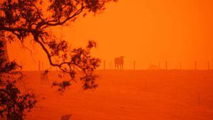 Australia: Se especulan más de mil millones de animales muertos por incendios
