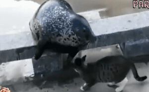 Fake News: Gato no asesinó con un movimiento a una foca