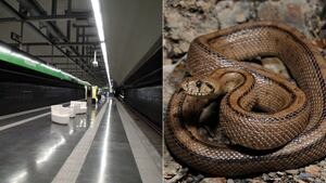 Vídeo mostra cobra dando trabalho para ser capturada em estação de metrô