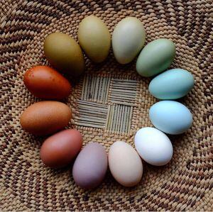 Ciencia: ¿qué significan los distintos colores en las cáscaras de huevos de gallina?