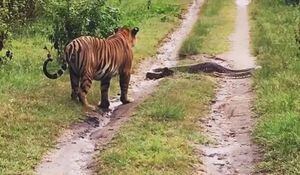 Vídeo que mostra encontro entre píton e tigre se torna viral no Twitter