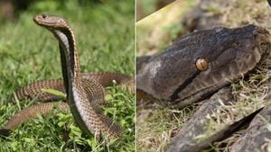 Encontram cobra filipina que engoliu píton quase completa e fotos impressionam