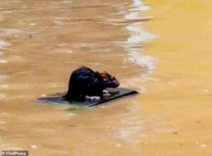 Vídeo: rato surfista usa prancha para se salvar de enchente