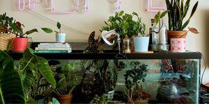 Como cuidar de plantas em um apartamento; veja 6 dicas