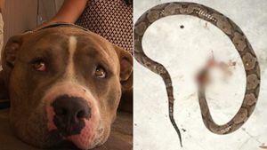 Pitbull salva dona de ataque de cobra venenosa