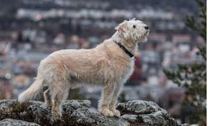 ¡Confirmado! Arthur, el perrito rescatado por un grupo de suecos, no vendrá al Ecuador