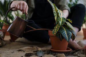 Água de arroz funciona como energizante caseiro para as plantas