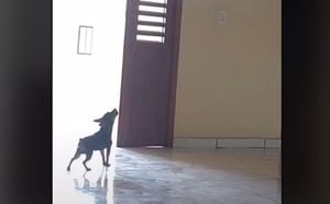 Dona resolve filmar cachorrinha deixada sozinha em casa e reação a surpreende; assista