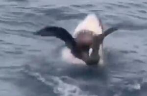 Vídeo flagra momento impactante em que tubarão ataca gaivota próximo de grupo de turistas
