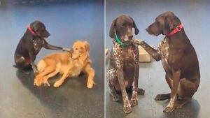 Vídeo de cachorra que insiste em acariciar outros cães com a pata faz sucesso nas redes sociais