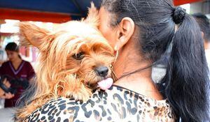 Campaña de vacunación antirrábica canina y felina en a nivel nacional
