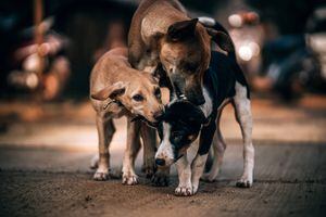 Ofrecen recompensa por información de los responsables del envenenamiento en refugios de perros