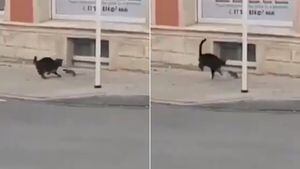 Vídeo que mostra rato perseguindo gato na rua sem descanso faz sucesso nas redes sociais