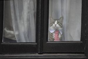 Ultimátum de la embajada de Ecuador a Assange para que cuide a su gato