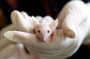 Coronavirus: científicos del Reino Unido comienzan prueba de vacuna en ratones de laboratorio