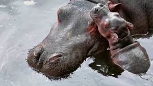 Nace hipopótamo en el Parque Ecólogico Zacango