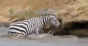 Vídeo chocante mostra crocodilo em ataque mortal a zebra