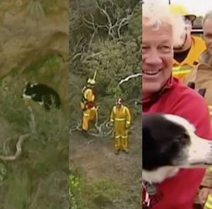 ¡Sorprendente! Rescatan a perrito de precipicio en Australia