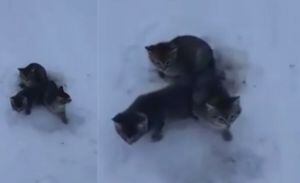 Héroe sin capa, hombre rescata a tres gatitos de morir congelados