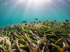 Algas marinas para salvar los océanos del cambio climático