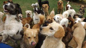 Campaña virtual de adopción de mascotas en Quito