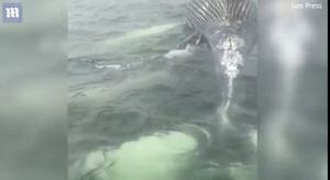 Vídeo capturado por salva-vidas mostra de perto grande tubarão se alimentando de uma baleia morta