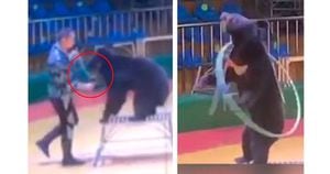 Treinador é flagrado espetando urso com agulha em circo