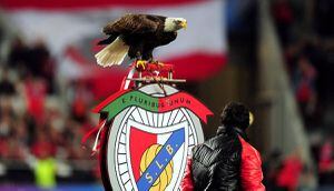 El insólito caso del águila de Benfica: se fue del estadio y volvió ¡un día después!