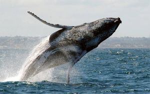 Vídeo mostra enorme baleia Jubarte saindo da água e virando caiaque com duas mulheres