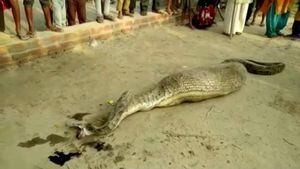 Vídeo mostra cobra píton que precisou ser resgatada após comer animal grande