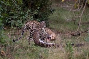 Vídeo mostra momento impressionante em que leopardo caça píton e quase acaba virando presa