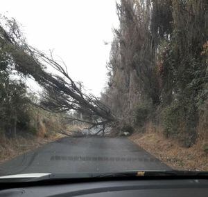 Vidrios quebrados, corte de luz y caída de árboles: el descomunal saldo del fuerte viento en el sector oriente de Santiago