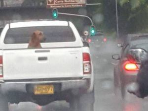 ¡Atento! Si lleva a su mascota en el platón de su camioneta y llueve, esto le podría pasar