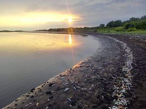 Toneladas de peces en playa de Tecojate murieron por causas naturales