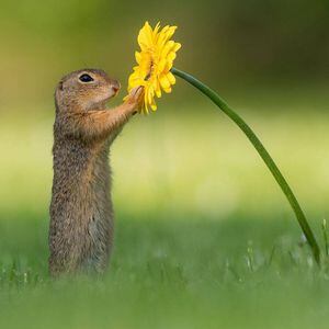 Fotógrafo registra momento fofo de esquilinho cheirando uma flor em série de imagens