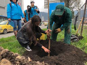 ¿Quiere plantar un árbol? Únase a la Megaplantatón en Bogotá