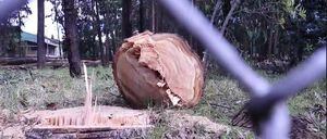 Ordenan suspender la tala árboles en el bosque Bavaria, en Bogotá