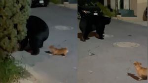 ¡Oso que ladra no muerde! Chihuahua ahuyenta a un oso negro en Monterrey