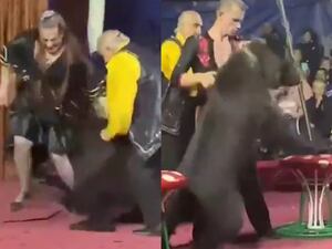Oso de circo ataca a su entrenadora en pleno show infantil