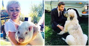 Miley Cyrus y Liam Hemsworth llegan a un acuerdo por la custodia de sus mascotas